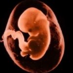 La dignità dell’embrione